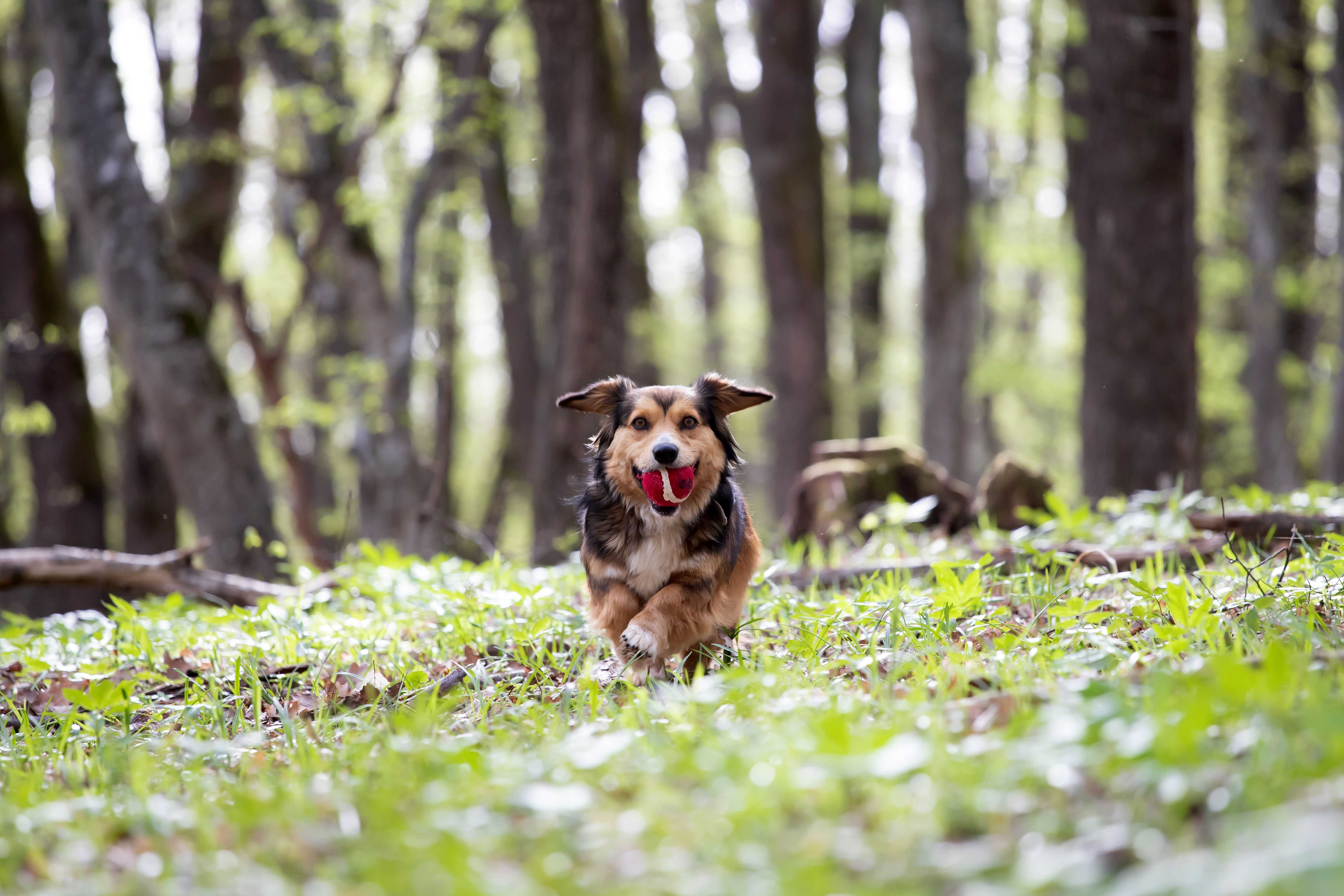 DogPOInt