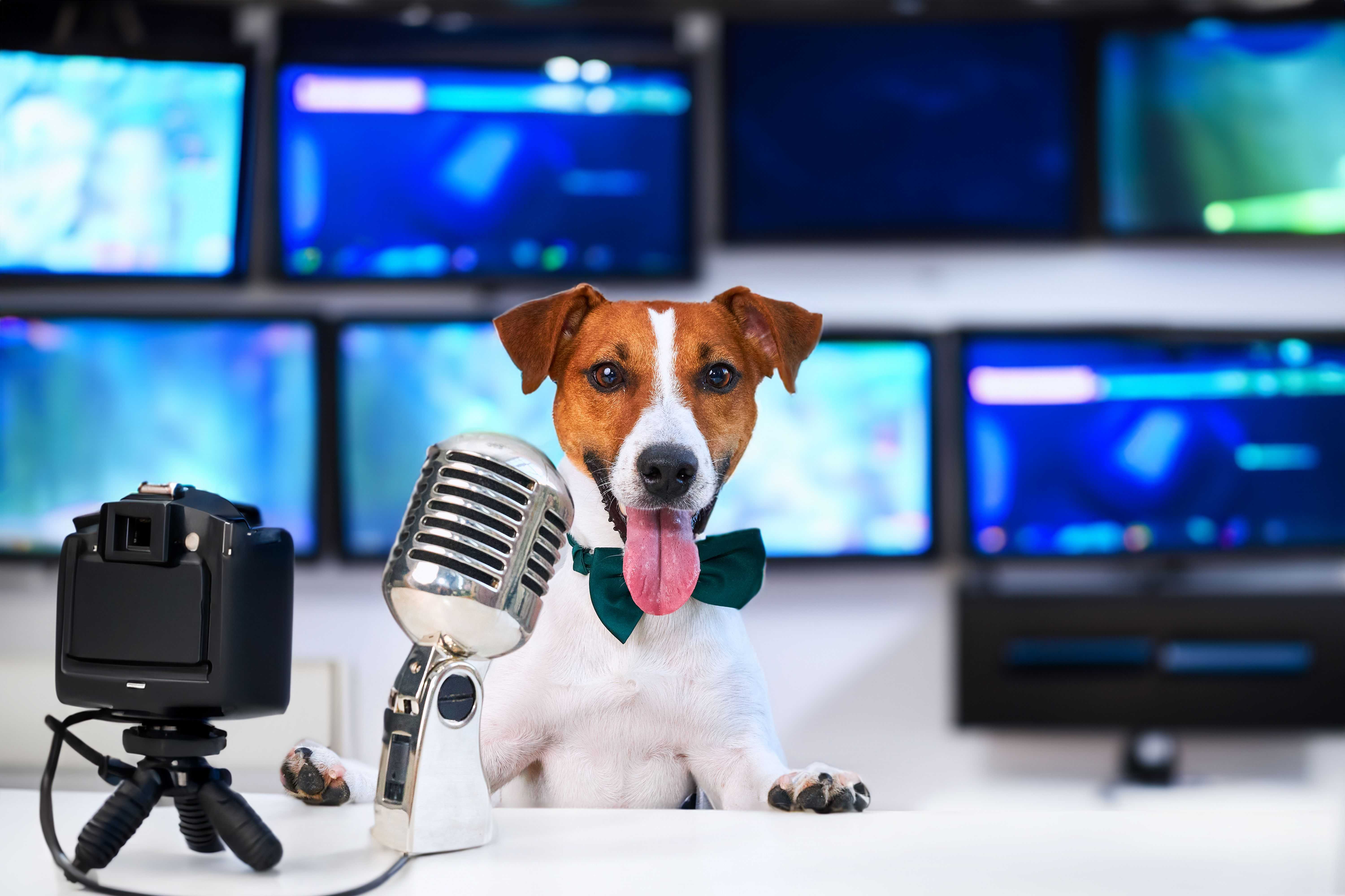 DogPOInt