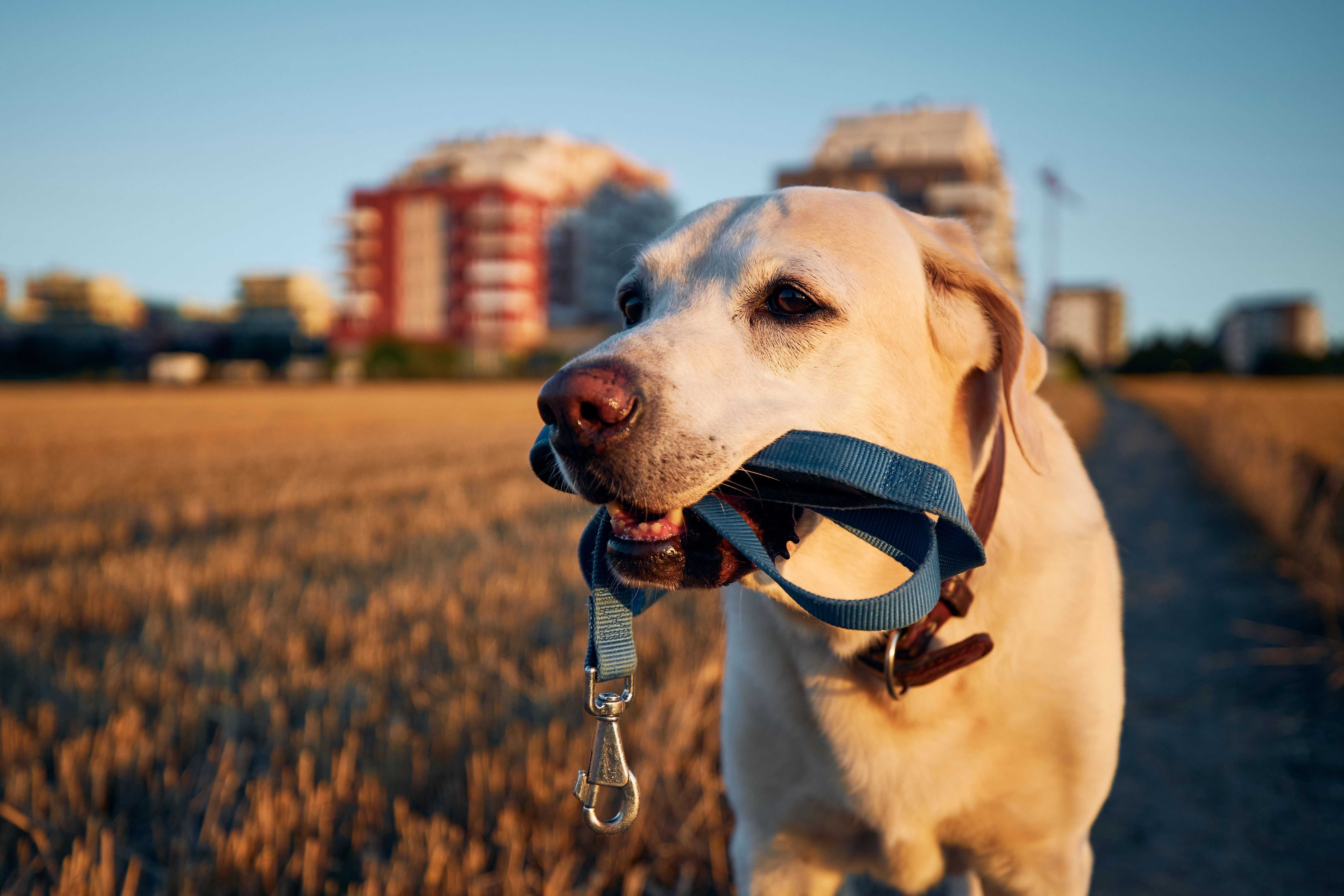 DogPOInt