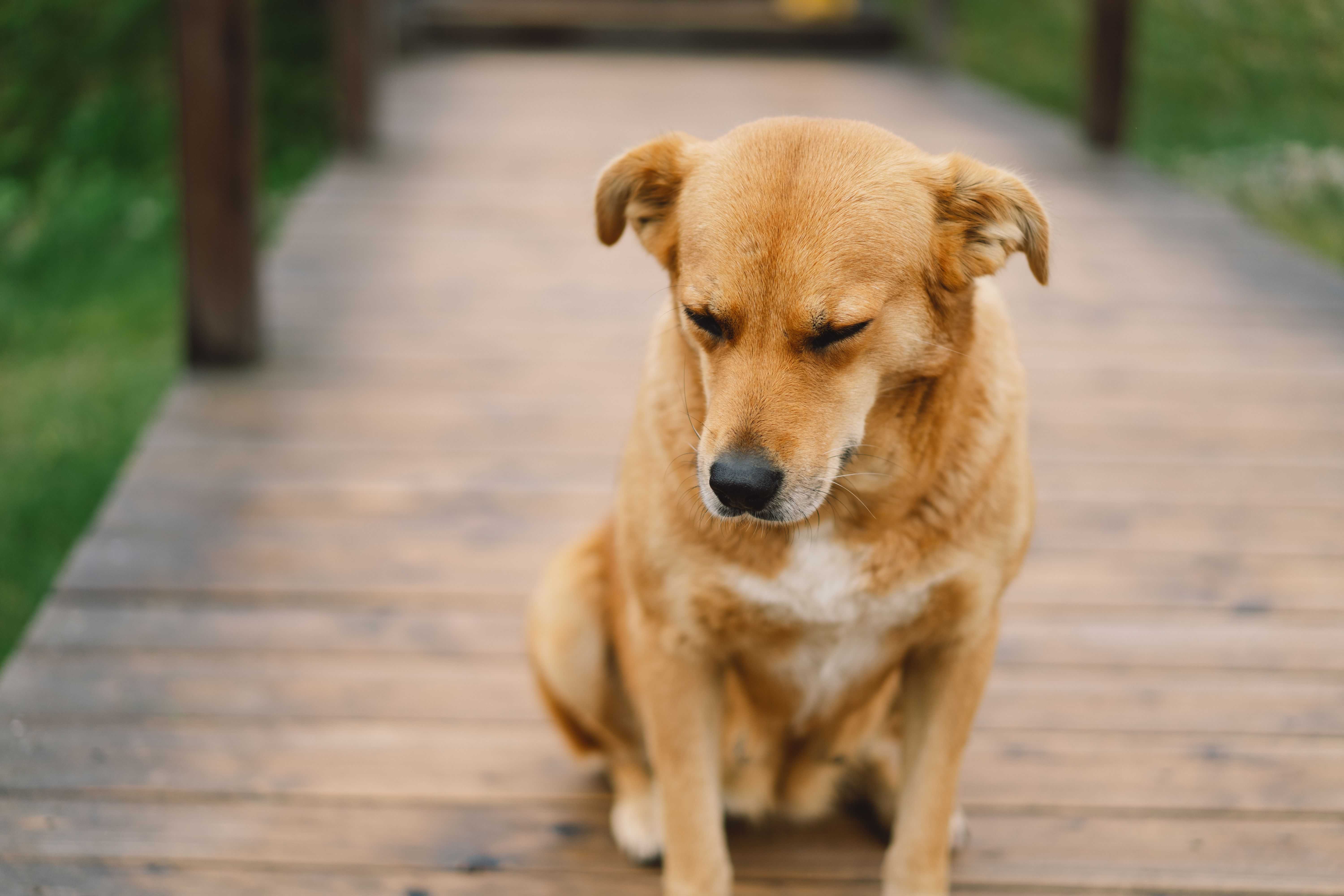DogPOInt