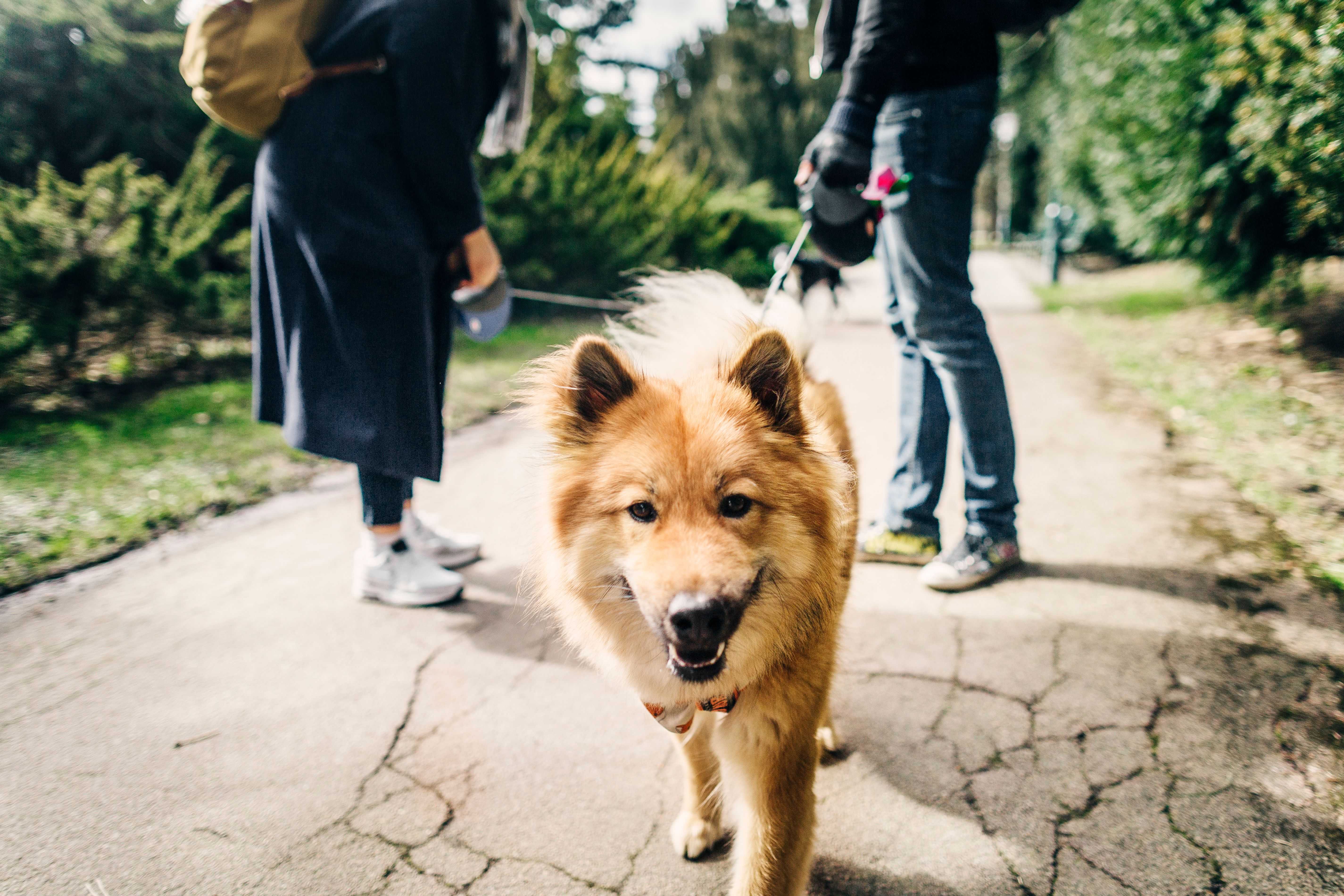 DogPOInt