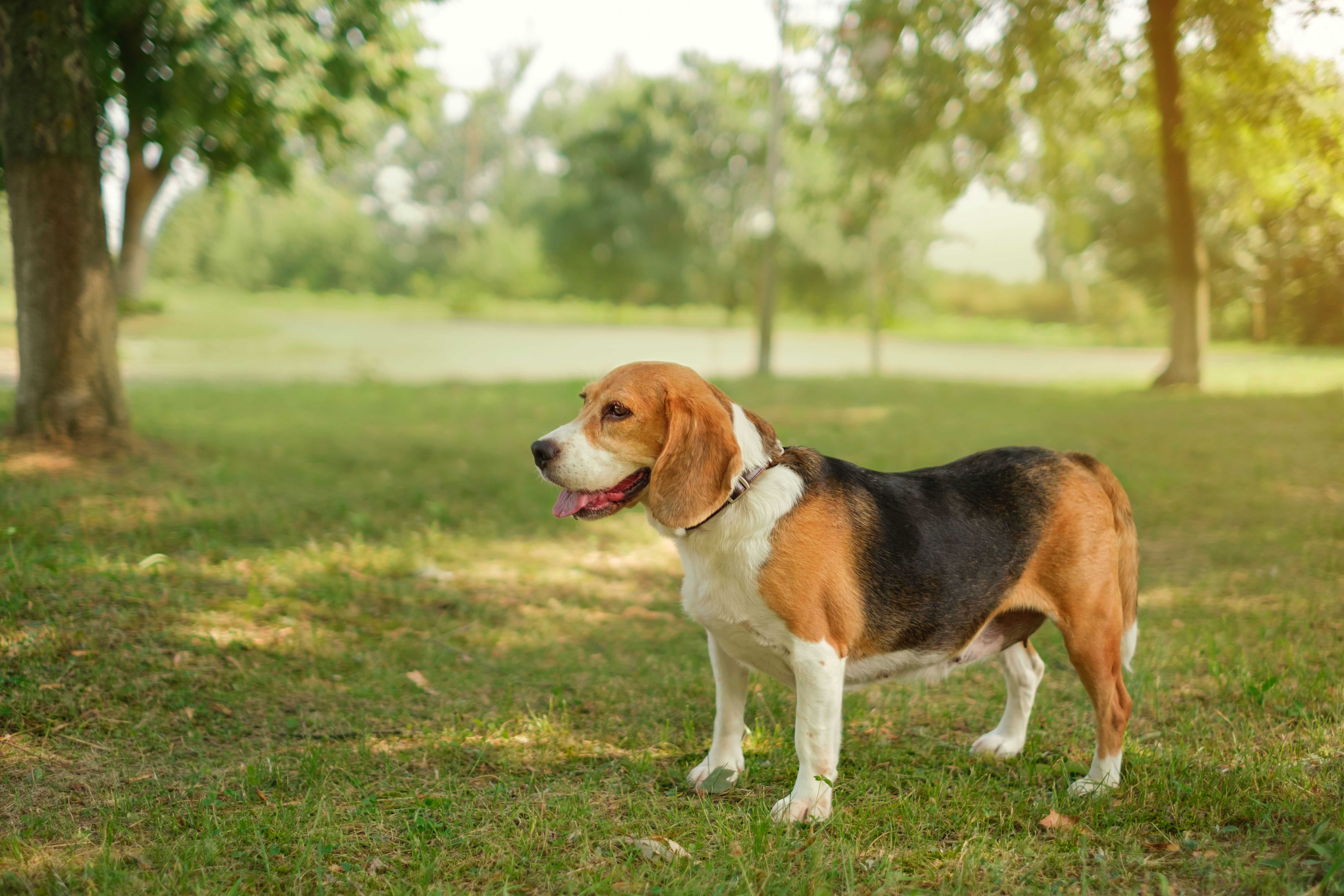 DogPOInt