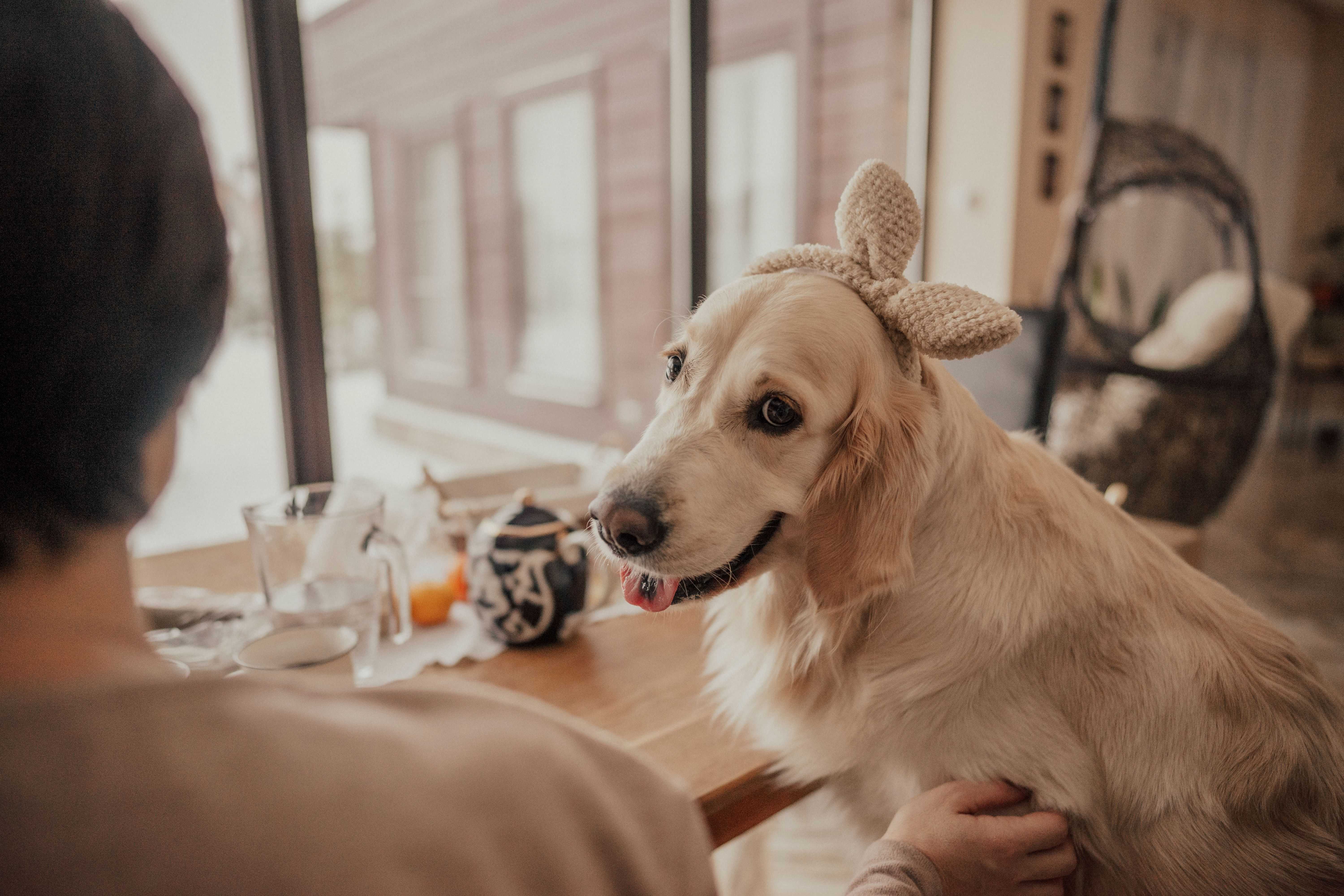 DogPOInt